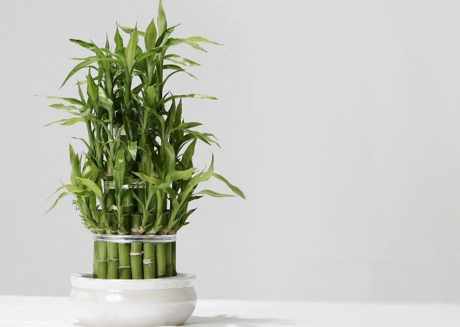 Bambu de la suerte Bambu de la suerte