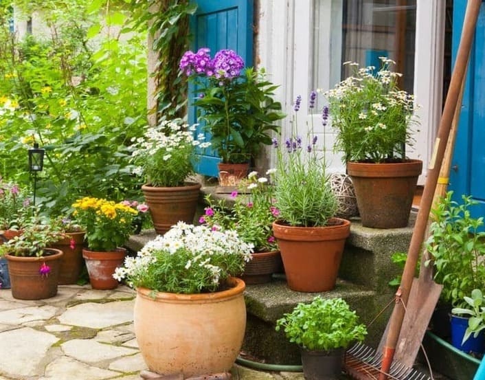ubicacion de flores de buena suerte ubicacion de flores de buena suerte